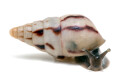Limicolaria agathina Nigeria subadult